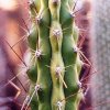 Corryocactus_brevestylus